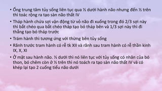 • Ống trung tâm tủy sống liên tục qua ½ dưới hành não nhưng đến ½ trên
thì toác rộng ra tạo sàn não thất IV
• Tháp hành chứa sợi vận động từ vỏ não đi xuống trong đó 2/3 sợi này
thì bắt chéo qua bắt chéo tháp tạo bó tháp bên và 1/3 sợi này thì đi
thẳng tạo bó tháp trước
• Trám hành thì tương ứng với thừng bên tủy sống
• Rãnh trước tram hành có rễ tk XII và rãnh sau tram hành có rễ thần kinh
IX, X, XI
• Ở mặt sau hành não. ½ dưới thì nó liên tục với tủy sống có nhân của bó
thon, bó chêm còn ở ½ trên thì nó toách ra tạo sàn não thất IV và có
khép lại tạo 2 cuống tiểu não dưới
 