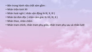 • Bên trong hành não chất xám gồm :
• Nhân thần kinh XII
• Nhân hoài nghi ( nhân vận động tk IX, X, XI )
• Nhân bó đơn độc ( nhân cảm giác tk VII, IX, X )
• Nhân thon, nhân chêm
• Nhân tram chính, nhân tram phụ giữa, nhân tram phụ sau và nhân lưới
 