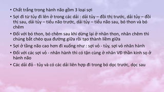• Chất trắng trong hành não gồm 3 loại sợi
• Sợi đi từ tủy đi lên ở trong các dải : dải tủy – đồi thị trước, dải tủy – đồi
thị sau, dải tủy – tiểu não trước, dải tủy – tiểu não sau, bó thon và bó
chêm
• Đối với bó thon, bó chêm sau khi dừng lại ở nhân thon, nhân chêm thì
chúng bắt chéo qua đường giữa rồi tạo thành liềm giữa
• Sợi ở tầng não cao hơn đi xuống như : sợi vỏ - tủy, sợi vỏ nhân hành
• Đối với các sợi vỏ - nhân hành thì có tận cùng ở nhân VĐ thần kinh sọ ở
hành não
• Các dải đỏ - tủy và có các dải liên hợp đi trong bó dọc trước, dọc sau
 