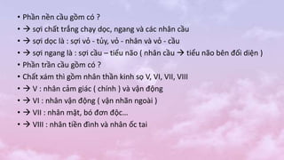 • Phần nền cầu gồm có ?
•  sợi chất trắng chạy dọc, ngang và các nhân cầu
•  sợi dọc là : sợi vỏ - tủy, vỏ - nhân và vỏ - cầu
•  sợi ngang là : sợi cầu – tiểu não ( nhân cầu  tiểu não bên đối diện )
• Phần trần cầu gồm có ?
• Chất xám thì gồm nhân thần kinh sọ V, VI, VII, VIII
•  V : nhân cảm giác ( chính ) và vận động
•  VI : nhân vận động ( vận nhãn ngoài )
•  VII : nhân mặt, bó đơn độc…
•  VIII : nhân tiền đình và nhân ốc tai
 