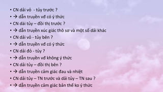 • CN dải vỏ - tủy trước ?
•  dẫn truyền vđ có ý thức
• CN dài tủy – đồi thị trước ?
•  dẫn truyền xúc giác thô sơ và một số dải khác
• CN dải vỏ - tủy bên ?
•  dẫn truyền vđ có ý thức
• CN dải đỏ - tủy ?
•  dẫn truyền vđ không ý thức
• CN dải tủy – đồi thị bên ?
•  dẫn truyền cảm giác đau và nhiệt
• CN dải tủy – TN trước và dải tủy – TN sau ?
•  dẫn truyền cảm giác bản thể ko ý thức
 