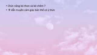 • Chức năng bó thon và bó chêm ?
•  dẫn truyền cảm giác bản thể có ý thức
 