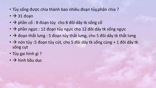 • Tủy sống được chia thành bao nhiêu đoạn tủy,phân chia ?
•  31 đoạn
•  phần cổ : 8 đoạn tủy cho 8 đôi dây tk sống cổ
•  phần ngực : 12 đoạn tủy ngực cho 12 đôi dây tk sống ngực
•  đoạn thắt lưng : 5 đoạn tủy thắt lưng, cho 5 đôi dây tk thắt lưng
•  nón tủy :5 đoạn tủy cút, cho 5 đôi dây tk sống cùng + 1 đôi dây tk
sống cụt
• Tủy gai hình gì ?
•  hình bầu dục
 