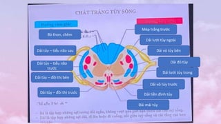 Bó thon, chêm
Dải đỏ tủy
Dải vỏ tủy bên
Dải lưới tủy ngoài
Mép trắng trước
Dải tiền đình tủy
Dải vỏ tủy trước
Dải lưới tủy trong
Dải tủy – đồi thị trước
Đải mái tủy
Dải tủy – tiểu não sau
Dải tủy – tiểu não
trước
Dải tủy – đồi thị bên
 