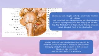 Cấu trúc của hành não gồm có 4 mặt : 1 mặt trước, 2 mặt bên
và 1 mặt sau
1. mặt trước hành não có khe giữa trước liên tiếp với khe giữa
trước của tủy sống đi lên. phần dưới thì bị lấp bởi bắt chéo
tháp. Tiếp đó có cấu trúc là tháp hành, nó được tập chung các
sợi vỏ - tủy và vỏ - hành từ cầu não đi xuống
2 mặt bên là cấu trúc tram hành lồi lên do nhân tram đội lên
Phía trước có rãnh trước tram và phía sau cõ rãnh sau tram (
tương ứng với cấu trúc rãnh bên trước và rãnh bên sau )
Rãnh trước trám có rễ tk XII
Rãnh sau tram có rễ tk IX, X, XI thoat ra
 