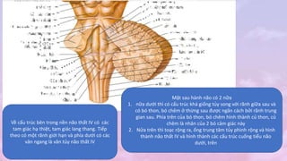 Mặt sau hành não có 2 nữa
1. nữa dưới thì có cấu trúc khá giống tủy song với rãnh giữa sau và
có bó thon, bó chêm ở thừng sau được ngăn cách bởi rãnh trung
gian sau. Phía trên của bó thon, bó chêm hình thành củ thon, củ
chêm là nhân của 2 bó cảm giác này
2. Nửa trên thì toạc rộng ra, ống trung tâm tủy phình rộng và hình
thành não thất IV và hình thành các cấu trúc cuống tiểu não
dưới, trên
Về cấu trúc bên trong nền não thất IV có các
tam giác hạ thiệt, tam giác lang thang. Tiếp
theo có một rãnh giới hạn và phía dưới có các
vân ngang là vân tủy não thất IV
 