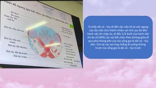 Ta thấy dải vỏ - tủy đi đến cầu não thì bị vân ngang
của cầu não chia thành nhiều sợi nhỏ sau đó đến
hành não thì chập lại, đi đến 1/3 dưới của hành não
thì đa số (90%) các sợi bắt chéo theo đường giữa đi
qua phía thừng bên của tủy sống gọi là dải vỏ - tủy
bên. Còn lại các sợi chạy thẳng đi xuống thừng
trước tủy sống gọi là dải vỏ - tủy trước
 