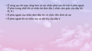 • Ở sừng sau thì toạc rộng hơn và các nhân phía sau thì trải ở phía ngoài.
Ở phía trong nhất thì có nhân bó đơn độc ( nhân cảm giác của dây VII,
IX, X )
• Ở phía ngoài của nhân đơn độc thì có nhân tiền đình ốc tai
• Ở phía ngoài thì có nhân tủy và dải tủy của dây V
 