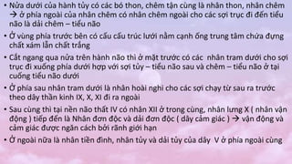 • Nửa dưới của hành tủy có các bó thon, chêm tận cùng là nhân thon, nhân chêm
 ở phía ngoài của nhân chêm có nhân chêm ngoài cho các sợi trục đi đến tiểu
não là dải chêm – tiểu não
• Ở vùng phía trước bên có cấu cấu trúc lưới nằm cạnh ống trung tâm chứa đựng
chất xám lẫn chất trắng
• Cắt ngang qua nửa trên hành não thì ở mặt trước có các nhân tram dưới cho sợi
trục đi xuống phía dưới hợp với sợi tủy – tiểu não sau và chêm – tiểu não ở tại
cuống tiểu não dưới
• Ở phía sau nhân tram dưới là nhân hoài nghi cho các sợi chạy từ sau ra trước
theo dây thần kinh IX, X, XI đi ra ngoài
• Sau cùng thì tại nền não thất IV có nhân XII ở trong cùng, nhân lưng X ( nhân vận
động ) tiếp đến là Nhân đơn độc và dải đơn độc ( dây cảm giác )  vận động và
cảm giác được ngăn cách bởi rãnh giới hạn
• Ở ngoài nữa là nhân tiền đình, nhân tủy và dải tủy của dây V ở phía ngoài cùng
 