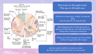 Phía trước có rãnh giữa trước
Phía sau có rãnh giữa sau
Chất xám có sừng trước ( to ngắn ) là sừng vận
động
Sừng sau( dài nhỏ ) là sừng cảm giác
Chất trắng phía trước có rãnh bên trước và
phía sau có rãnh bên sau chia chất trắng thành
thừng trước, thừng bên và thừng sau
Thừng sau có rãnh trugn gian sau chia ra thành
bó thon ở trong và bó chêm ở ngoài
Bó thon truyền tải XDTK ở chi dưới và ½ dưới
Bó chêm truyển tải XDTK ở chi trên và ½ trên cơ thể
 