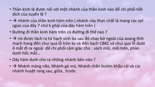 • Thần kinh lệ được nối với một nhánh của thần kinh nào để chi phối tiết
dịch của tuyến lệ ?
•  nhánh của thần kinh hàm trên ( nhánh này thực chất là mang các sợi
cgiac của dây 7 chứ k phải của dây hàm trên )
• Đường đi thần kinh hàm trên có đường đi thế nào ?
•  nó được tách ra từ hạch sinh ba sau đó chạy bờ ngoài của xoang tĩnh
mạch hang đến chui qua lỗ tròn to và đến hạch CBKC và chui qua lỗ dưới
ổ mắt đi ra ngoài để chi phối cảm giác cho : vách mũi, môi trên, phần
dưới hốc mắt…
• Dây hàm dưới cho ra những nhánh bên nào ?
•  Nhánh màng não, Nhánh gò má, Nhánh chân bướm khẩu cái và các
nhánh huyệt rang sau, giữa , trước
 