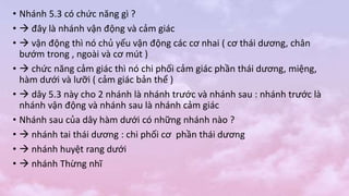 • Nhánh 5.3 có chức năng gì ?
•  đây là nhánh vận động và cảm giác
•  vận động thì nó chủ yếu vận động các cơ nhai ( cơ thái dương, chân
bướm trong , ngoài và cơ mút )
•  chức năng cảm giác thì nó chi phối cảm giác phần thái dương, miệng,
hàm dưới và lưỡi ( cảm giác bản thể )
•  dây 5.3 này cho 2 nhánh là nhánh trước và nhánh sau : nhánh trước là
nhánh vận động và nhánh sau là nhánh cảm giác
• Nhánh sau của dây hàm dưới có những nhánh nào ?
•  nhánh tai thái dương : chi phối cơ phần thái dương
•  nhánh huyệt rang dưới
•  nhánh Thừng nhĩ
 