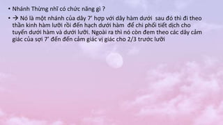 • Nhánh Thừng nhĩ có chức năng gì ?
•  Nó là một nhánh của dây 7’ hợp với dây hàm dưới sau đó thì đi theo
thần kinh hàm lưỡi rồi đến hạch dưới hàm để chi phối tiết dịch cho
tuyến dưới hàm và dưới lưỡi. Ngoài ra thì nó còn đem theo các dây cảm
giác của sợi 7’ đến đến cảm giác vị giác cho 2/3 trước lưỡi
 