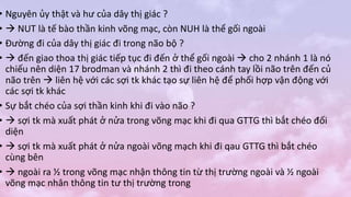• Nguyên ủy thật và hư của dây thị giác ?
•  NUT là tế bào thần kinh võng mạc, còn NUH là thể gối ngoài
• Đường đi của dây thị giác đi trong não bộ ?
•  đến giao thoa thị giác tiếp tục đi đến ở thể gối ngoài  cho 2 nhánh 1 là nó
chiếu nên diện 17 brodman và nhánh 2 thì đi theo cánh tay lồi não trên đến củ
não trên  liên hệ với các sợi tk khác tạo sự liên hệ để phối hợp vận động với
các sợi tk khác
• Sự bắt chéo của sợi thần kinh khi đi vào não ?
•  sợi tk mà xuất phát ở nửa trong võng mạc khi đi qua GTTG thì bắt chéo đối
diện
•  sợi tk mà xuất phát ở nửa ngoài võng mạch khi đi qau GTTG thì bắt chéo
cùng bên
•  ngoài ra ½ trong võng mạc nhận thông tin từ thị trường ngoài và ½ ngoài
võng mạc nhân thông tin tư thị trường trong
 