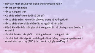 • Dây vận nhãn chung vận động cho những cơ nào ?
•  4/6 cơ vận nhãn
•  cơ nâng mi trên
• Cơ chéo trên/ chéo dưới có CN gì ?
•  cơ chéo trên : kéo nhãn cầu vào trong và xuống dưới
•  cơ chéo dưới : kéo nhãn cầu ra ngoài và lên trên
• Dây 3 khi đến hốc mắt gặp phải vòng cân Zin và chui qua sau đó cho 2
nhánh ?
•  nhánh trên : chi phối cơ thẳng trên và cơ nâng mi trên
•  nhánh dưới chi phối cơ thẳng dưới và thẳng trong và ngoài ra có 1
nhánh vào hạch my (PGC )  cho các sợi gây co đồng tử
 