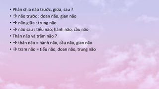 • Phân chia não trước, giữa, sau ?
•  não trước : đoan não, gian não
•  não giữa : trung não
•  não sau : tiểu nào, hành não, cầu não
• Thân não và trãm não ?
•  thân não = hành não, cầu não, gian não
•  tram não = tiểu não, đoan não, trung não
 