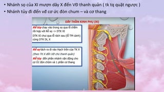 • Nhánh sọ của XI mượn dây X đến VĐ thanh quản ( tk tq quặt ngược )
• Nhánh tủy đi đến vđ cơ ức đòn chum – và cơ thang
 