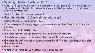 • Nguyên ủy thật và hư của dây thiệt hầu ?
•  NUT : Rễ vận động ở nhân hoài nghi hành não ( 1/3 trên ). Rễ TV ở nhân bọt trên
đến hạch gai và chi phối tiết tuyến nc bọt mang tai. Rễ Cgiac ở hạch trên và hạch
dưới của dây thiệt hầu
• Hạch trên nhận cảm giác của sợi nào ?
•  sợi cảm giác thân thể của tai ( gây cảm giác cho tai )
• Hạch dưới nhận cảm giác từ sợi nào ?
•  Sợi came giác hầu họng, vị giác 1/3 sau lưỡi, xoang cảnh  hạch dưới  nhân
đơn độc
• Nhánh của thần kinh thiệt hầu ?
•  nhánh hòm nhĩ cho sợi đi đến hạch tai để tiết tuyến mang tai
•  nhánh xoang cảnh : có các thụ thể hóa học để điều hòa nhịp tim
•  nhánh hầu : kết hợp với X + giao cảm tạo đám rối hầu đem sợi cảm giác cảm giác
cho niêm mạc hầu
•  Cơ tram hầu
•  Nhánh tiết nước bọt và nhánh vị giác 1/3 sau của lưỡi
 