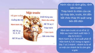 Hành não có rãnh giữa, rãnh
bên trước
Tháp hành là nhân của các
bó tháp bên, trước, khi đến
bắt chéo tháp thì quặt sang
bên đối diện
Rãnh bên trước có có rễ tk 12
Mặt sau tram hành xuất hiện 3
dây tk 9,10,11
Rãnh hành cầu là nơi xuất phát rễ
thần kinh 6,7,8 ( trong ra ngoài )
Dây 7 có 2 nhánh : nhánh to là vđ
cơ mặt còn nhánh bé là cảm giác
vị giác
 