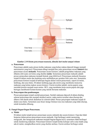 Gambar 2.10 Sistem pencernaan manusia, dimulai dari mulut sampai rektum
a. Pencernaan
Pencernaan adalah suatu proses ketika makanan yang kalian makan dipecah hingga menjadi
nutrisinutrisi yang kecil. Pencernaan dibagi menjadi dua yaitu pencernaan secara kimiawi dan
pencernaan secara mekanik. Pencernaan secara kimiawi, adalah pengolahan makanan yang
dibantu oleh suatu zat kimia yang disebut enzim. Sementara pencernaan mekanik adalah
proses pemecahan makanan menjadi bentuk yang lebih kecil. Pencernaan mekanik biasanya
terjadi di dalam mulut dan lambung serta melibatkan per gerakan fisik yaitu otot. Sementara
pencernaan kimiawi terjadi di beberapa bagian dalam sistem pencernaan, seperti di mulut,
lambung, dan usus halus. Di dalam lambung juga ada enzim yang membantu mencerna
makanan yang kalian makan secara kimiawi. Enzim tersebut adalah: enzim pepsin yang
merubah protein menjadi asam amino. HCL yang membantu kerja enzim pepsin dan juga
bertugas membunuh kuman-kuman yang masuk bersama makanan.
b. Penyerapan dan pembuangan.
Proses penyerapan terjadi setelah pencernaan. Setelah makanan dipecah di dalam dinding
saluran pencernaan dan menjadi molekul nutrisi, maka nutrisi tersebut akan diserap dan
dibawa oleh darah untuk diedarkan ke seluruh tubuh. Proses penyerapan makanan terjadi di
dalam usus halus. Sementara usus besar menge liminasi sisa-sisa makanan yang tidak diserap,
untuk kemudian dibuang.
8. Fungsi Organ-Organ Pencernaan.
a. Mulut
Di dalam mulut terjadi proses pencernaan secara mekanik dan secara kimiawi. Gigi dan lidah
berperan dalam proses pencernaan secara mekanik. Gigi berfungsi untuk memotong,
mengoyak, dan mengunyah makanan menjadi bagian-bagian kecil, sementara lidah berfungsi
untuk mendorong makanan. Pencernaan kimiawi terjadi ketika kelenjar saliva atau ludah yang
ada di mulut, menghasilkan enzim yang disebut amilase. Enzim amilase berfungsi untuk
 