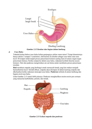 Gambar 2.12 Struktur dan bagian dalam lambung
d. Usus Halus
Tahukah kalian bahwa usus halus kalian panjangnya sekitar enam meter? Tetapi diameternya
hanya sekitar 2 sampai 3 centimeter, oleh karena itu disebut sebagai usus halus atau usus
kecil. Di tempat inilah terjadi proses pencernaan kimiawi paling lama di antara organ-organ
pencernaan lainnya. Ketika sampai ke dalam usus halus, makanan kembali dicerna secara
kimiawi. Hati dan pankreas mengirimkan zat-zat kimia untuk membantu proses pencernaan
tersebut.
Hati membuat empedu yang berfungsi untuk memecah lemak yang kita makan menjadi
butiranbutiran kecil. Setelah dibuat, empedu akan disimpan di dalam kantung empedu dan
dikeluarkan ketika makanan mencapai usus halus. Pankreas terletak di antara lambung dan
bagian awal usus halus.
Lihat Gambar 2.13 untuk lebih jelasnya. Pankreas menghasilkan enzim-enzim pen cernaan
yang mencerna karbohidrat, protein, dan lemak.
Gambar 2.13 Lokasi empedu dan pankreas
 