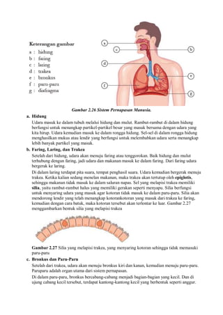 Gambar 2.26 Sistem Pernapasan Manusia.
a. Hidung
Udara masuk ke dalam tubuh melalui hidung dan mulut. Rambut-rambut di dalam hidung
berfungsi untuk menangkap partikel-partikel besar yang masuk bersama dengan udara yang
kita hirup. Udara kemudian masuk ke dalam rongga hidung. Sel-sel di dalam rongga hidung
menghasilkan mukus atau lendir yang berfungsi untuk melembabkan udara serta menangkap
lebih banyak partikel yang masuk.
b. Faring, Laring, dan Trakea
Setelah dari hidung, udara akan menuju faring atau tenggorokan. Baik hidung dan mulut
terhubung dengan faring, jadi udara dan makanan masuk ke dalam faring. Dari faring udara
bergerak ke laring.
Di dalam laring terdapat pita suara, tempat penghasil suara. Udara kemudian bergerak menuju
trakea. Ketika kalian sedang menelan makanan, maka trakea akan tertutup oleh epiglotis,
sehingga makanan tidak masuk ke dalam saluran napas. Sel yang melapisi trakea memiliki
silia, yaitu rambut-rambut halus yang memiliki gerakan seperti menyapu. Silia berfungsi
untuk menyaring udara yang masuk agar kotoran tidak masuk ke dalam paru-paru. Silia akan
mendorong lendir yang telah menangkap kotorankotoran yang masuk dari trakea ke faring,
kemudian dengan cara batuk, maka kotoran tersebut akan terlontar ke luar. Gambar 2.27
menggambarkan bentuk silia yang melapisi trakea
Gambar 2.27 Silia yang melapisi trakea, yang menyaring kotoran sehingga tidak memasuki
paru-paru
c. Bronkus dan Paru-Paru
Setelah dari trakea, udara akan menuju bronkus kiri dan kanan, kemudian menuju paru-paru.
Paruparu adalah organ utama dari sistem pernapasan.
Di dalam paru-paru, bronkus bercabang-cabang menjadi bagian-bagian yang kecil. Dan di
ujung cabang kecil tersebut, terdapat kantong-kantong kecil yang berbentuk seperti anggur.
 