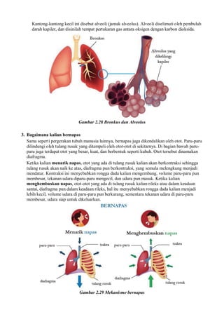 Kantong-kantong kecil ini disebut alveoli (jamak alveolus). Alveoli diselimuti oleh pembuluh
darah kapiler, dan disinilah tempat pertukaran gas antara oksigen dengan karbon dioksida.
Gambar 2.28 Bronkus dan Alveolus
3. Bagaimana kalian bernapas
Sama seperti pergerakan tubuh manusia lainnya, bernapas juga dikendalikan oleh otot. Paru-paru
dilindungi oleh tulang rusuk yang ditempeli oleh otot-otot di sekitarnya. Di bagian bawah paru-
paru juga terdapat otot yang besar, kuat, dan berbentuk seperti kubah. Otot tersebut dinamakan
diafragma.
Ketika kalian menarik napas, otot yang ada di tulang rusuk kalian akan berkontraksi sehingga
tulang rusuk akan naik ke atas, diafragma pun berkontraksi, yang semula melengkung menjadi
mendatar. Kontraksi ini menyebabkan rongga dada kalian mengembang, volume paru-paru pun
membesar, tekanan udara diparu-paru mengecil, dan udara pun masuk. Ketika kalian
menghembuskan napas, otot-otot yang ada di tulang rusuk kalian rileks atau dalam keadaan
santai, diafragma pun dalam keadaan rileks, hal itu menyebabkan rongga dada kalian menjadi
lebih kecil, volume udara di paru-paru pun berkurang, sementara tekanan udara di paru-paru
membesar, udara siap untuk dikeluarkan.
Gambar 2.29 Mekanisme bernapas
 