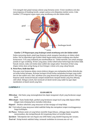 Urin mengalir dari ginjal menuju saluran yang bernama ureter. Ureter membawa urin dan
menyimpannya di kandung kemih, sampai saatnya urin dilepaskan melalui uretra. Lihat
Gambar 2.39 mengenai organ-organ yang membuang urin dari dalam tubuh.
Gambar 2.39 Organorgan yang berfungsi untuk membuang urin dari dalam tubuh
Selain menyaring darah, ginjal juga berperan untuk mengatur banyaknya air dalam tubuh
kalian. Hal ini diperlukan agar kondisi tubuh bagian dalam kalian seimbang atau disebut
homeostasis. Urin yang terbentuk pun membutuhkan air. Tubuh memiliki cara untuk menjaga
jumlah air agar seimbang. Di hari yang panas, ketika tubuh kalian berkeringat dan kalian tidak
banyak minum, maka urin kalian akan sedikit dan sangat pekat. Sementara di hari yang
dingin, kalian akan sering buang air kecil dengan volume urin yang cukup banyak.
b. Paru-Paru, Kulit dan Hati
Paru-paru turut berperan dalam sistem ekskresi dengan cara melepaskan karbon dioksida dan
air ketika kalian bernapas. Kelenjar keringat di kulit kalian melepaskan keringat yang terdiri
dari air dan sedikit urea. Hati, membuat urea yang berasal dari pemecahan protein. Hati juga
berperan untuk memecah banyak sampah metabolisme menjadi bentuk yang bisa dibuang
oleh tubuh. Sebagai contoh, hati memecah sel darah merah yang sudah tua agar dapat
membentuk sel darah merah yang baru.
LAMPIRAN 3
GLOSARIUM
Mikroskop : Alat bantu yang memungkinkan kita dapat mengamati obyek yang berukuran sangat
kecil.
Mikroskopis : Suatu benda/objek ,partikel yang berukuran sangat kecil yang tidak dapaat dilihat
dengan mata telanjang harus memakai mikroskop.
Organel : Struktur subselular yang menyusun sel dan menjaga sel tetap hidup.
Sel : Unit terkecil yang menyusun tubuh makhluk hidup dan merupakan tempat terselenggaranya
fungsi kehidupan.
Sel Punca : Sebutan untuk sel yang belum memiliki fungsi khusus, sehingga dapat mengubah,
menyesuaikan, dan memperbanyak diri tergantung lokasi sel tersebut berada.
Spesimen : Sekumpulan dari satu bagian atau lebih bahan yang diambil langsung dari sesuatu.
Teori sel : Setiap bentuk makhluk hidup, termasuk tumbuhan itu tersusun atas sel- sel.
 