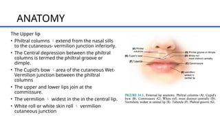 Modul Lip reconstruction LAN.pptxbdiejejenejjenjej | PPTX