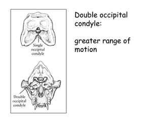 Double occipital
condyle:
greater range of
motion
 