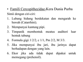 • Famili Cercopithecidae-Kera Dunia Purba
Simii dengan ciri-ciri:
1. Lubang hidung berdekatan dan mengarah ke
bawah (Catarrhini).
2. Mempunyai kantung pipi.
3. Timpanik membentuk meatus auditori luar
bentuk tabung
4. Formula gigi: I 2/2, c 1/1, Pm 2/2, M 3/3.
5. Jika mempunyai ibu jari, ibu jarinya dapat
berhadapan dengan yang lain.
6. Ekor jika ada tidak dapat dipakai untuk
memegang (prehensil).
 