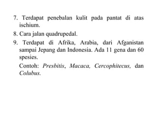 7. Terdapat penebalan kulit pada pantat di atas
ischium.
8. Cara jalan quadrupedal.
9. Terdapat di Afrika, Arabia, dari Afganistan
sampai Jepang dan Indonesia. Ada 11 gena dan 60
spesies.
Contoh: Presbitis, Macaca, Cercophitecus, dan
Colubus.
 