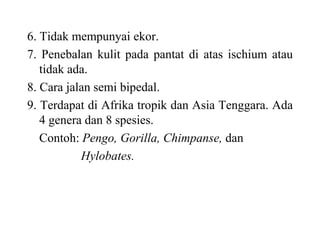 6. Tidak mempunyai ekor.
7. Penebalan kulit pada pantat di atas ischium atau
tidak ada.
8. Cara jalan semi bipedal.
9. Terdapat di Afrika tropik dan Asia Tenggara. Ada
4 genera dan 8 spesies.
Contoh: Pengo, Gorilla, Chimpanse, dan
Hylobates.
 