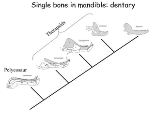 Pelycosaur
Single bone in mandible: dentary
 