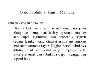 Ordo Pholidota- Famili Manidae
Etheria dengan ciri-ciri:
1. Ukuran kaki kecil sampai medium, cara jalan
platigrace, mempunyai lidah yang sangat panjang
dan dapat dijulurkan dan berbentuk seperti
cacing lengket yang dipakai untuk menangkap
makanan terutama rayap. Bagian dorsal tubuhnya
ditutupi sisik epidermal yang tumpang-tindih.
Ekor prehensil dan tubuhnya dapat menggulung
seperti bola.
 