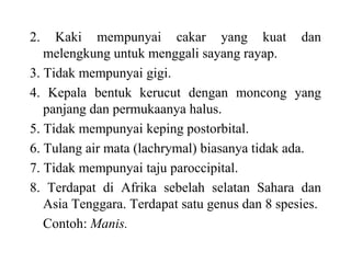2. Kaki mempunyai cakar yang kuat dan
melengkung untuk menggali sayang rayap.
3. Tidak mempunyai gigi.
4. Kepala bentuk kerucut dengan moncong yang
panjang dan permukaanya halus.
5. Tidak mempunyai keping postorbital.
6. Tulang air mata (lachrymal) biasanya tidak ada.
7. Tidak mempunyai taju paroccipital.
8. Terdapat di Afrika sebelah selatan Sahara dan
Asia Tenggara. Terdapat satu genus dan 8 spesies.
Contoh: Manis.
 