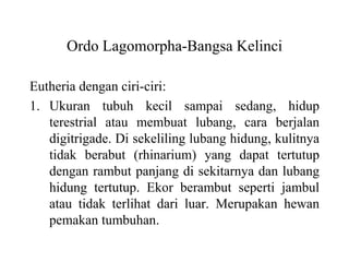 Ordo Lagomorpha-Bangsa Kelinci
Eutheria dengan ciri-ciri:
1. Ukuran tubuh kecil sampai sedang, hidup
terestrial atau membuat lubang, cara berjalan
digitrigade. Di sekeliling lubang hidung, kulitnya
tidak berabut (rhinarium) yang dapat tertutup
dengan rambut panjang di sekitarnya dan lubang
hidung tertutup. Ekor berambut seperti jambul
atau tidak terlihat dari luar. Merupakan hewan
pemakan tumbuhan.
 