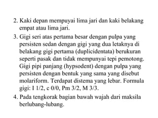 2. Kaki depan mempuyai lima jari dan kaki belakang
empat atau lima jari.
3. Gigi seri atas pertama besar dengan pulpa yang
persisten sedan dengan gigi yang dua letaknya di
belakang gigi pertama (duplicidentata) berukuran
seperti pasak dan tidak mempunyai tepi pemotong.
Gigi pipi panjang (hypsodent) dengan pulpa yang
persisten dengan bentuk yang sama yang disebut
molariform. Terdapat distema yang lebar. Formula
gigi: I 1/2, c 0/0, Pm 3/2, M 3/3.
4. Pada tengkorak bagian bawah wajah dari maksila
berlubang-lubang.
 