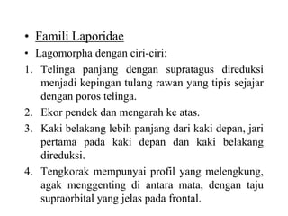 • Famili Laporidae
• Lagomorpha dengan ciri-ciri:
1. Telinga panjang dengan supratagus direduksi
menjadi kepingan tulang rawan yang tipis sejajar
dengan poros telinga.
2. Ekor pendek dan mengarah ke atas.
3. Kaki belakang lebih panjang dari kaki depan, jari
pertama pada kaki depan dan kaki belakang
direduksi.
4. Tengkorak mempunyai profil yang melengkung,
agak menggenting di antara mata, dengan taju
supraorbital yang jelas pada frontal.
 