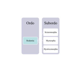 SubordoOrdo
Rodentia
Sciuromorpha
Mymorpha
Hystricomorpha
 