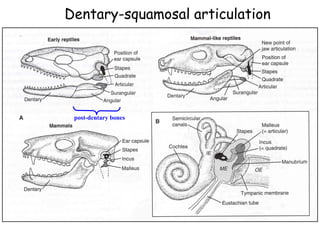 post-dentary bones
Dentary-squamosal articulation
 