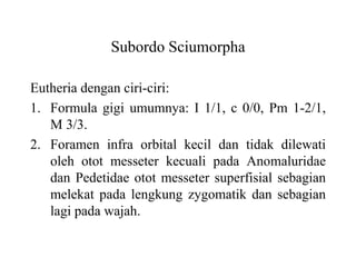 Subordo Sciumorpha
Eutheria dengan ciri-ciri:
1. Formula gigi umumnya: I 1/1, c 0/0, Pm 1-2/1,
M 3/3.
2. Foramen infra orbital kecil dan tidak dilewati
oleh otot messeter kecuali pada Anomaluridae
dan Pedetidae otot messeter superfisial sebagian
melekat pada lengkung zygomatik dan sebagian
lagi pada wajah.
 
