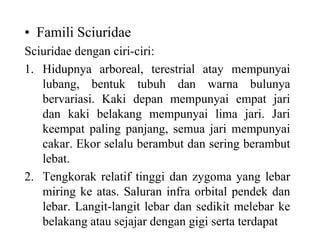 • Famili Sciuridae
Sciuridae dengan ciri-ciri:
1. Hidupnya arboreal, terestrial atay mempunyai
lubang, bentuk tubuh dan warna bulunya
bervariasi. Kaki depan mempunyai empat jari
dan kaki belakang mempunyai lima jari. Jari
keempat paling panjang, semua jari mempunyai
cakar. Ekor selalu berambut dan sering berambut
lebat.
2. Tengkorak relatif tinggi dan zygoma yang lebar
miring ke atas. Saluran infra orbital pendek dan
lebar. Langit-langit lebar dan sedikit melebar ke
belakang atau sejajar dengan gigi serta terdapat
 