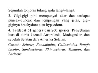 Sejumlah tonjolan tulang apda langit-langit.
3. Gigi-gigi pipi mempunyai akar dan terdapat
puncak-puncak dan lempengan yang jelas, gigi-
giginya brachydont atau hypsodont.
4. Terdapat 51 genera dan 260 spesies. Penyebaran
luas di dunia kecuali Australasia, Madagaskar, dan
sebelah Selatan dari Amerika Selatan.
Contoh: Sciurus, Funambulus, Callosciulus, Ratufa
bicolor, Sundasciurus, Rhinosciurus, Tamiops, dan
Lariscus.
 
