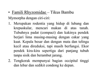 • Famili Rhyzomidae – Tikus Bambu
Mymorpha dengan ciri-ciri:
1. Merupakan rodentia yang hidup di lubang dan
krepuskular, mencari makan di atas tanah.
Tubuhnya padat (compaci) dan kakinya pendek
berjari lima masing-masing dengan cakar yang
kuat. Kepala besar dan dengan mata dan telinga
kecil atau direduksi, tapi masih berfungsi. Ekor
pendek kira-kira sepertiga dari panjang tubuh
tanpa sisik dan berambut jarang.
2. Tengkorak mempunyai bagian occipital tinggi
dan lebar dan sedikit condong ke depan.
 
