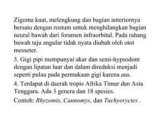 Zigoma kuat, melengkung dan bagian anteriornya
bersatu dengan rostum untuk menghilangkan bagian
neural bawah dari foramen infraorbital. Pada rahang
bawah taju angular tidak nyata diubah oleh otot
messeter.
3. Gigi pipi mempunyai akar dan semi-hypsodont
dengan lipatan luar dan dalam direduksi menjadi
seperti pulau pada permukaan gigi karena aus.
4. Terdapat di daerah tropis Afrika Timur dan Asia
Tenggara. Ada 3 genera dan 18 spesies.
Contoh: Rhyzomis, Cannomys, dan Tachyoryctes .
 