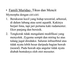 • Famili Muridae- Tikus dan Mencit
Mymorpha dengan ciri-ciri:
1. Berukuran kecil yang hidup terestrial, arboreal,
di dalam lubang atau semi aquatik. Kakinya
berjari lima, tapi jari pertama kaki rudamenter.
Ekor panjang dan bersisik.
2. Tengkorak tidak mengalami modifikasi yang
menyolok. Zygoma sempit dan miring ke atas
tulang jugal direduksi. Saluran infraorbital atas
tidak nyata lebih besar daripada bagian bawah
(neural). Pada bawah atju angular tidak nyata
diubah bentuknya oleh otot messeter.
 