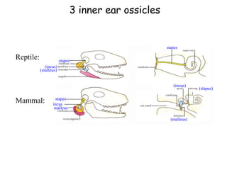Reptile:
Mammal:
stapes
stapes
stapes
(incus)
incus
malleus
(malleus)
(stapes)
(incus)
(malleus)
3 inner ear ossicles
 