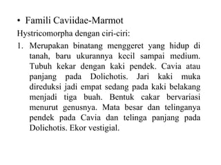 • Famili Caviidae-Marmot
Hystricomorpha dengan ciri-ciri:
1. Merupakan binatang menggeret yang hidup di
tanah, baru ukurannya kecil sampai medium.
Tubuh kekar dengan kaki pendek. Cavia atau
panjang pada Dolichotis. Jari kaki muka
direduksi jadi empat sedang pada kaki belakang
menjadi tiga buah. Bentuk cakar bervariasi
menurut genusnya. Mata besar dan telinganya
pendek pada Cavia dan telinga panjang pada
Dolichotis. Ekor vestigial.
 