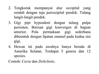 2. Tengkorak mempunyai alur occipital yang
rendah dengan taju parrocipital pendek. Tulang
langit-langit pendek.
3. Gigi pipi hypsodont dengan tulang pulpa
persisten. Barisan gigi konvergen di bagian
anterior. Pola permukaan gigi sederhana
dibeentuk dengan lipatan enamel pada kedua sisi
gigi.
4. Hewan ini pada awalnya hanya berada di
Amerika Selatan. Terdapat 5 genera dan 12
spesies.
Contoh: Cavia dan Dolichotis.
 
